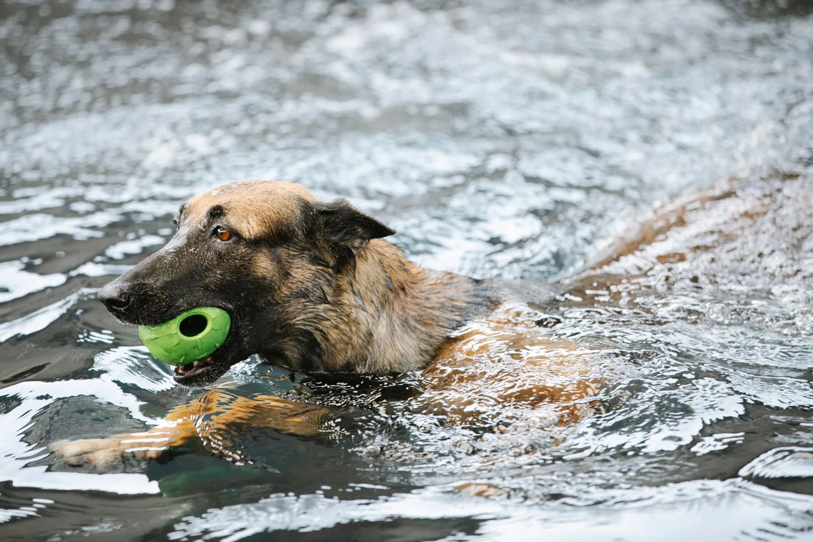 A german shepherd swimming with a green ball in its mouth