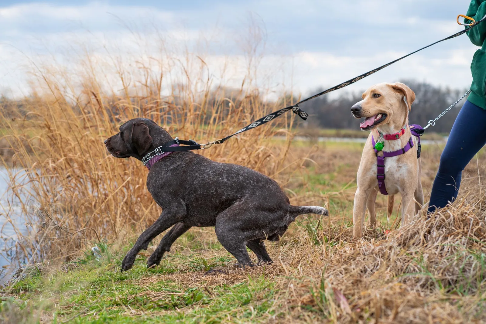 Two dogs on leads pulling toward water on a riverbank