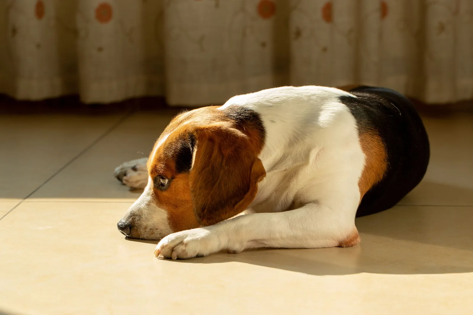 A beagle lying quietly on a sunlit floor at home.