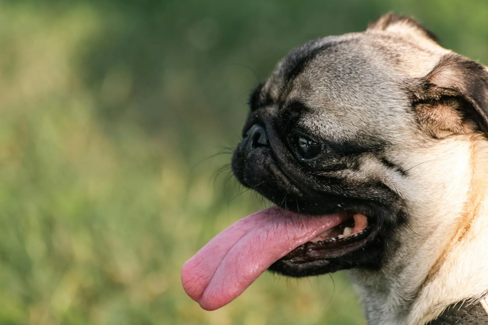 A pug panting heavily in bright sun, struggling to cool itself in warm weather.