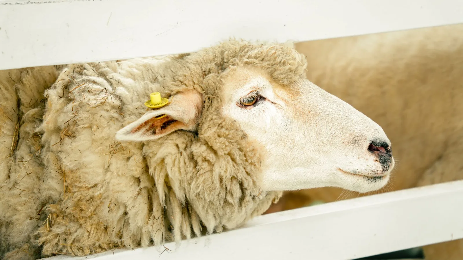 Sheep behind a white fence