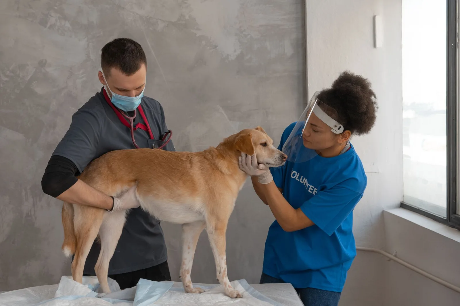 Vet and volunteer examining a dog on a table