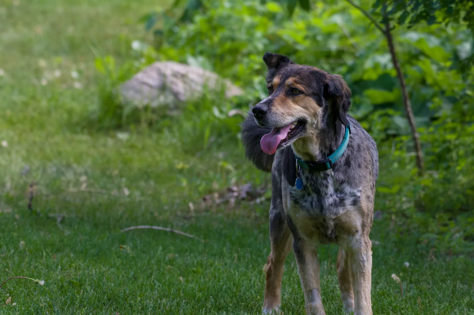 Mixed-breed dog standing on grass near trees