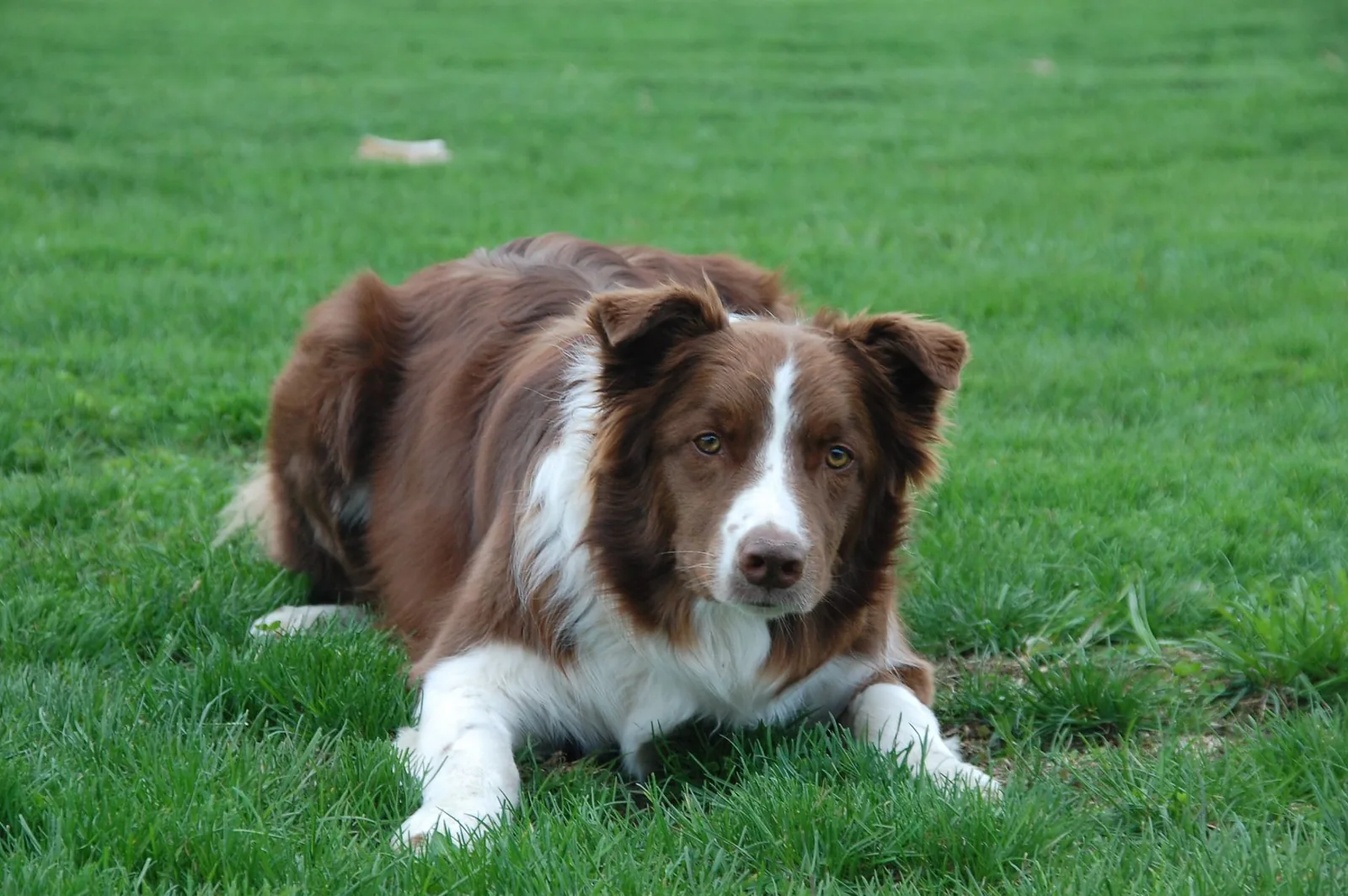 An alert Border Collie lying on grass, watching for the next task.
