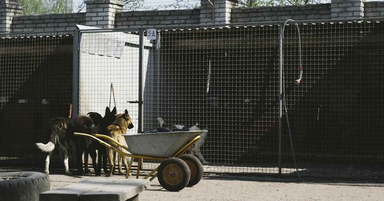 Dogs in an outdoor boarding kennel yard beside a wheelbarrow.