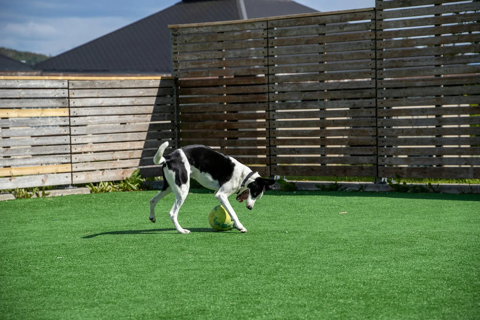 Black and white dog playing with a ball on artificial turf in an enclosed play yard.