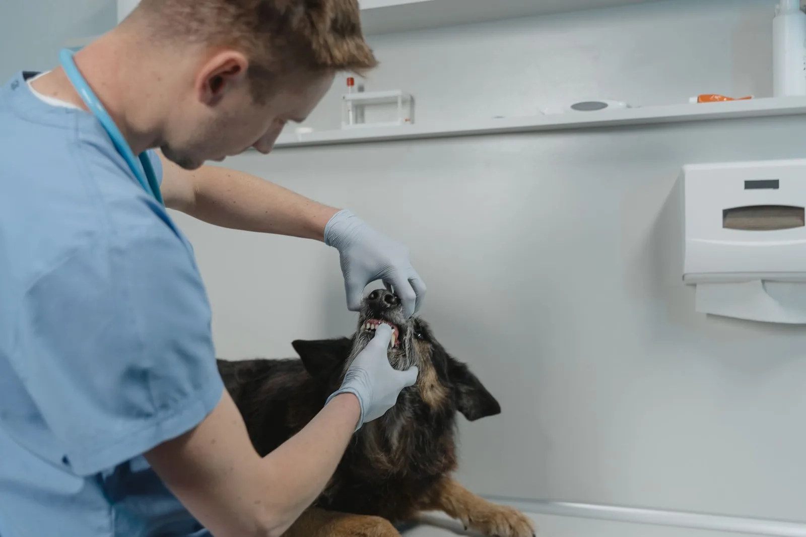 Veterinarian in scrubs checking a dog's teeth