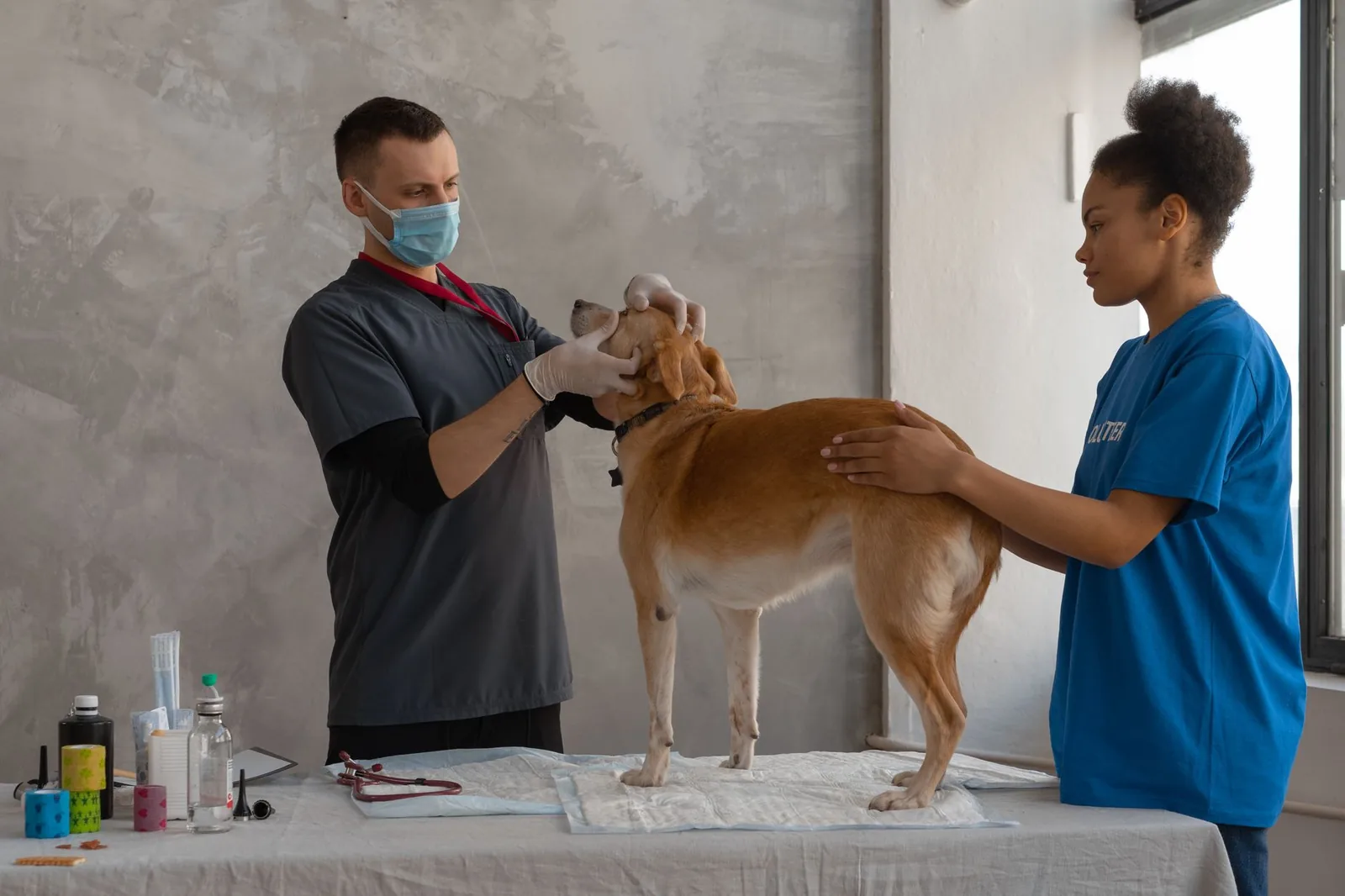 Veterinarian examining a dog on an exam table