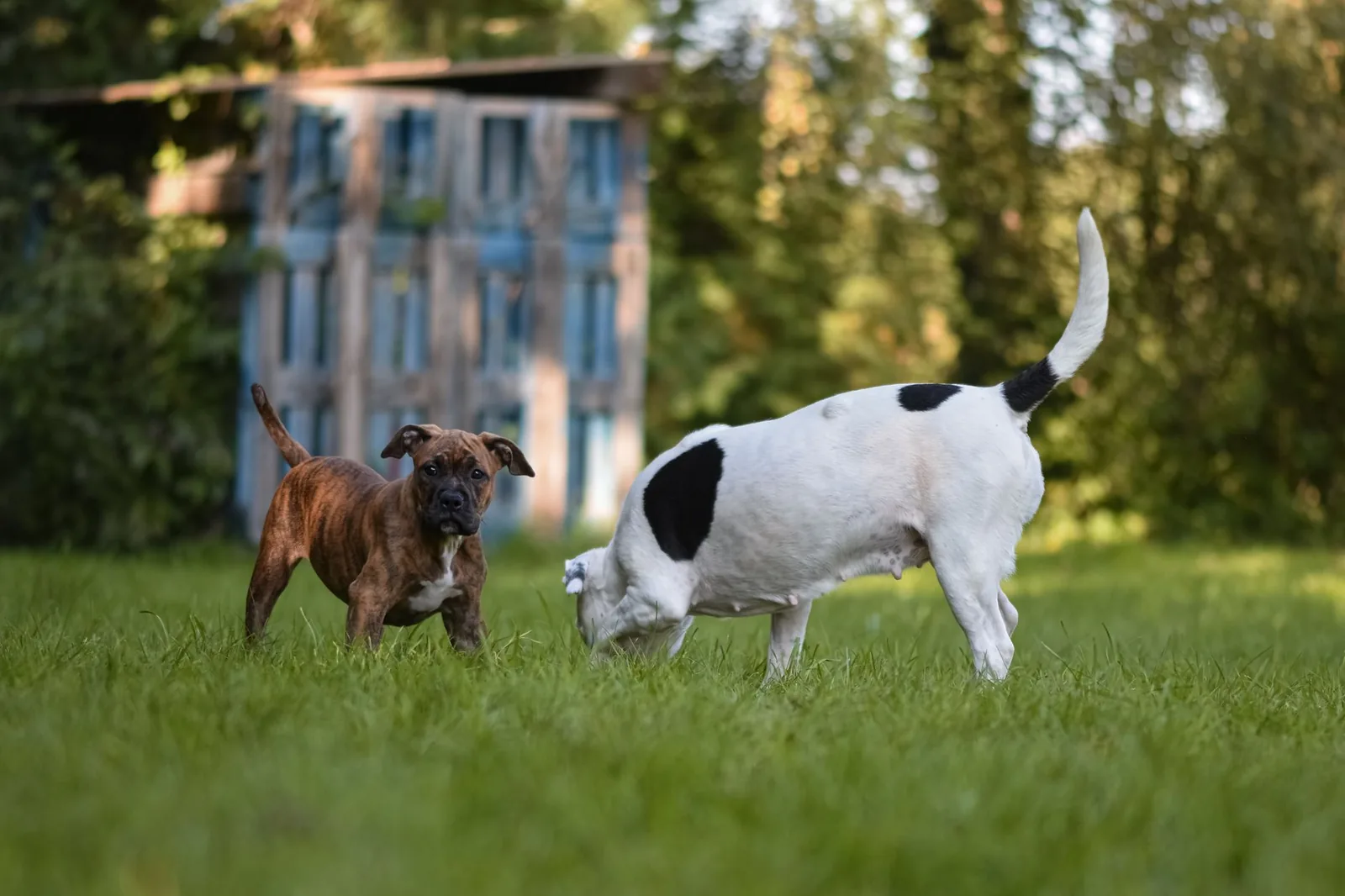 Two dogs playing together on a grass field