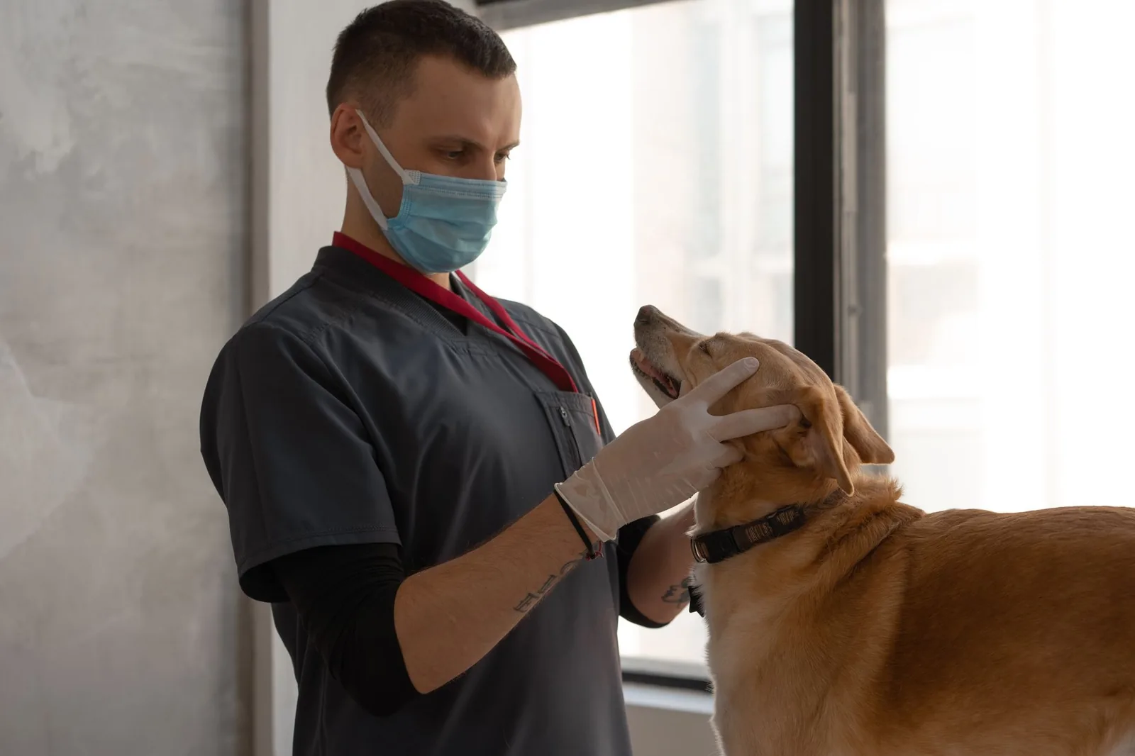 A masked veterinarian in scrubs and a latex glove gently examining the head of a tan dog.