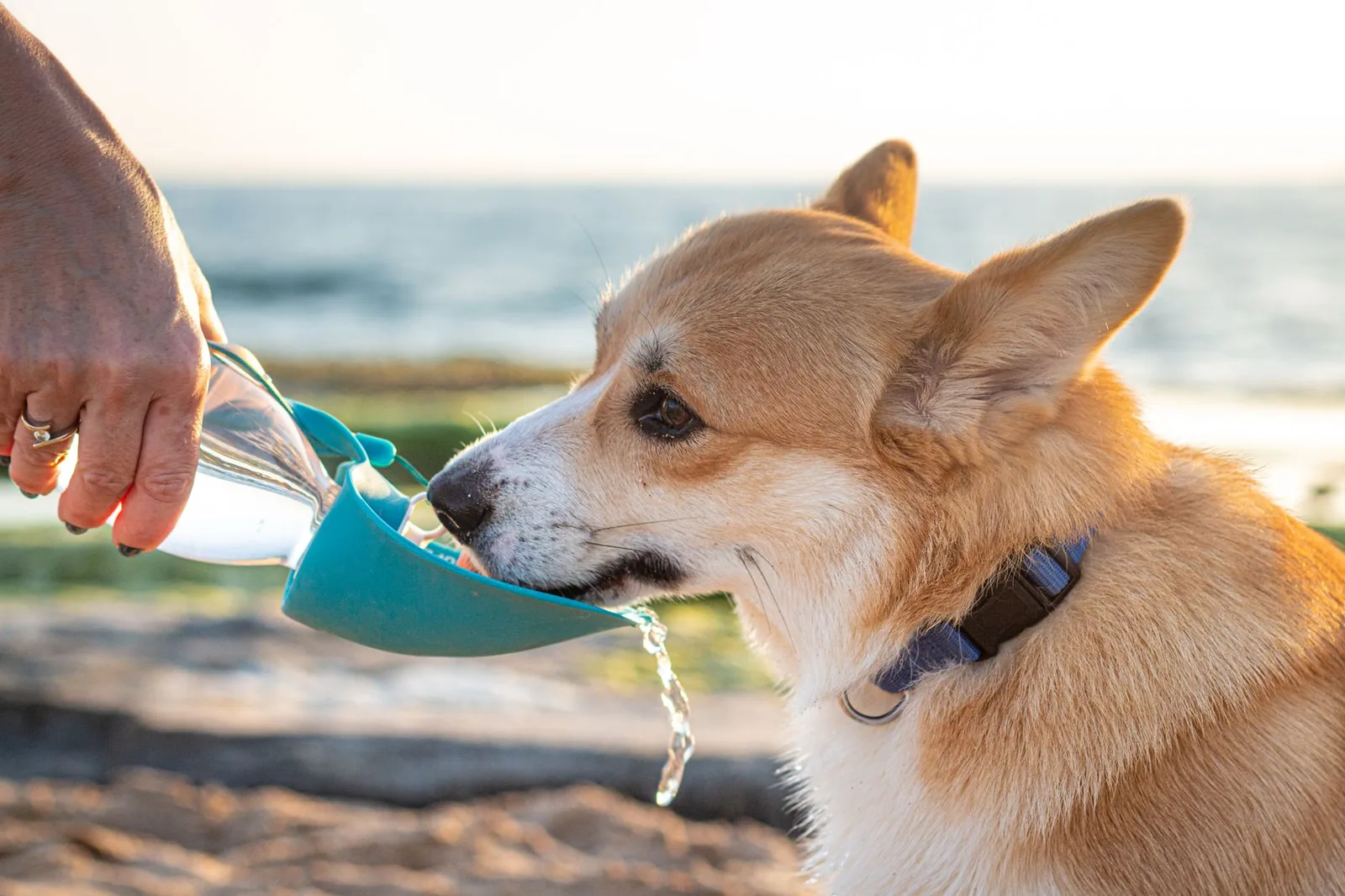 A corgi drinking water from a portable travel bowl