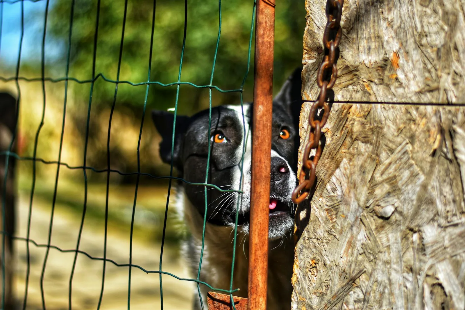A small black and white dog peering out through the wire of a fence.