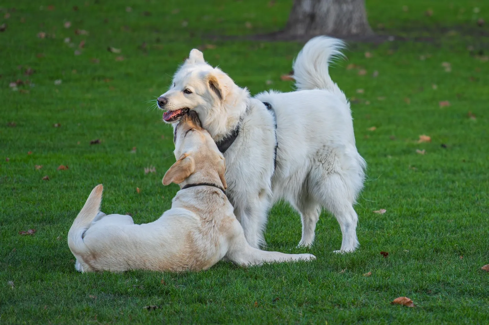 A Great Pyrenees and a Labrador playing on grass