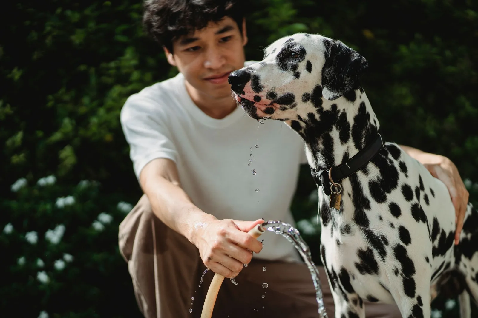 A man holding a garden hose beside a dalmatian