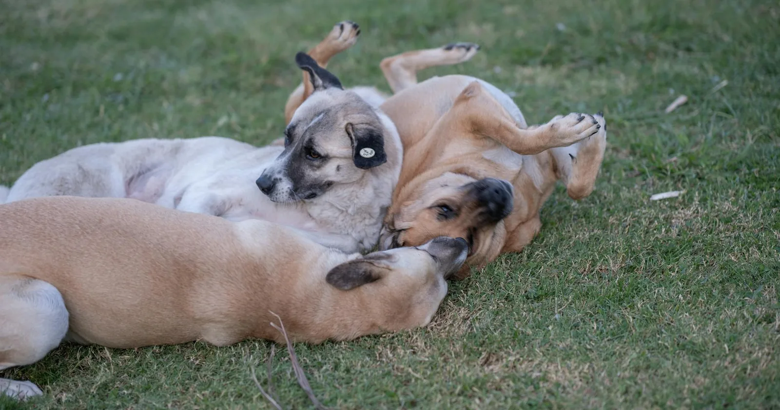 Three dogs relaxing together on a green lawn at a daycare.