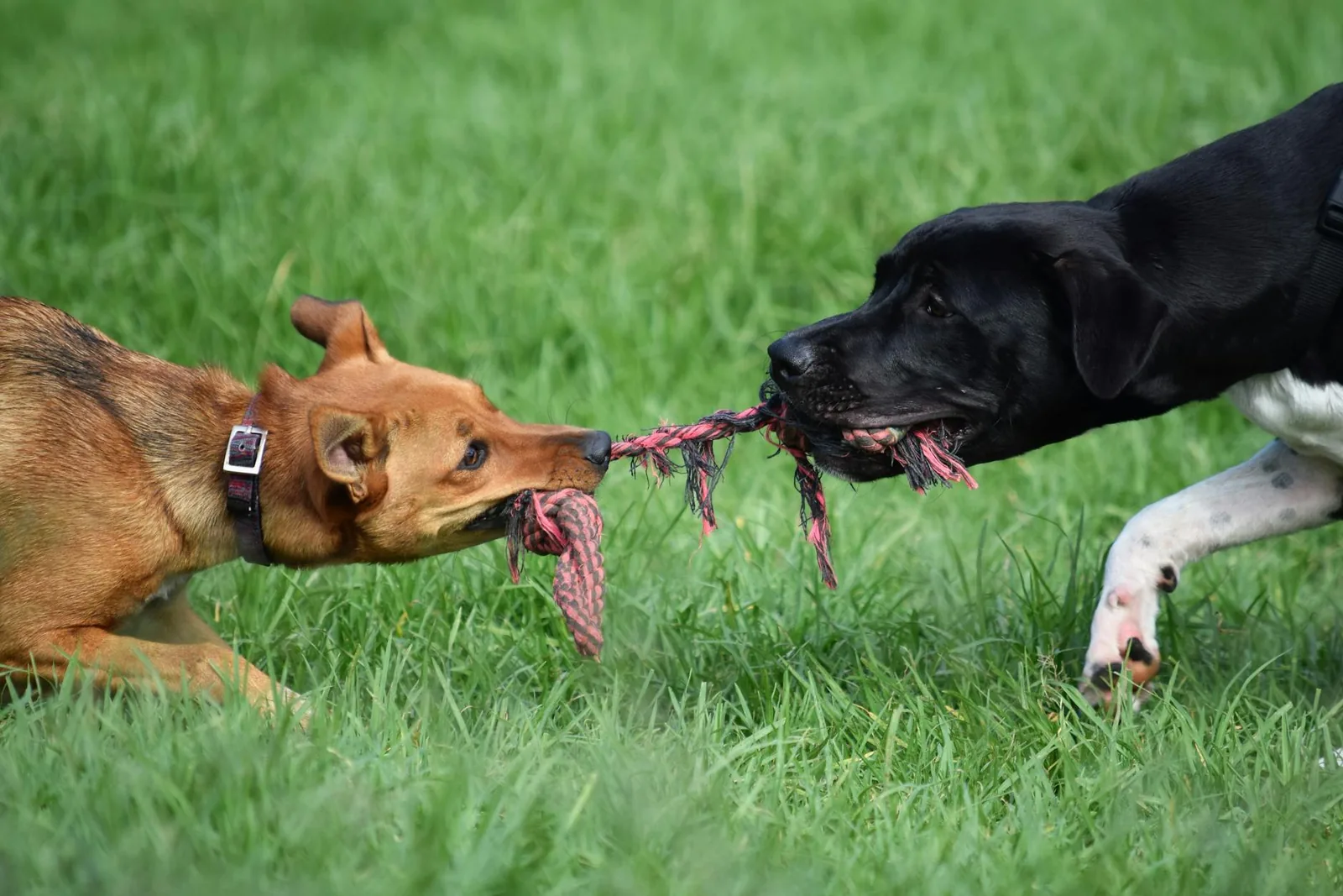 Two dogs playing tug of war with a rope toy on grass.