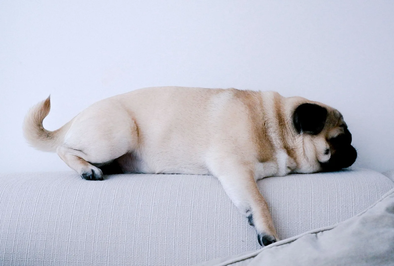 A pug sleeping peacefully on a light-colored couch indoors.