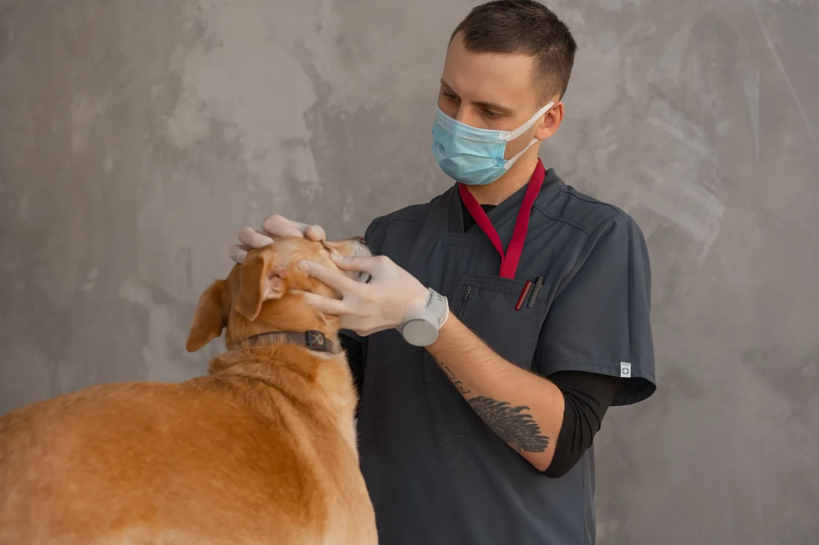 A masked veterinarian in scrubs and gloves examining a tan dog's head during a checkup.
