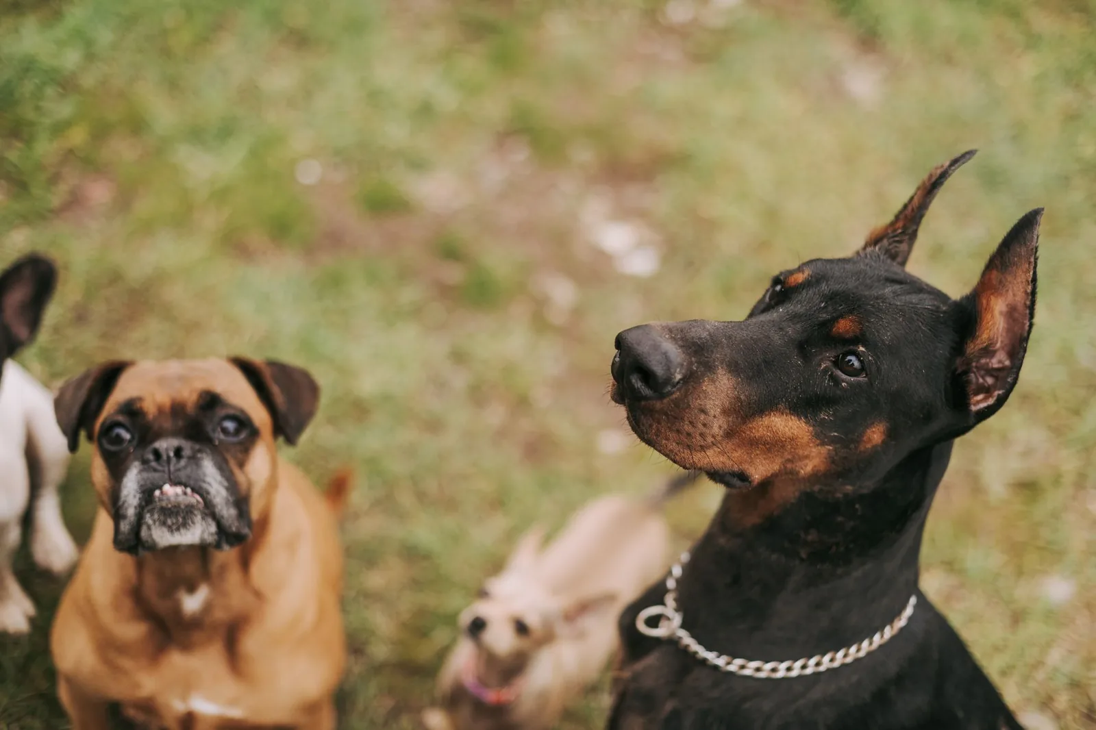 Mixed group of large and small dogs on grass