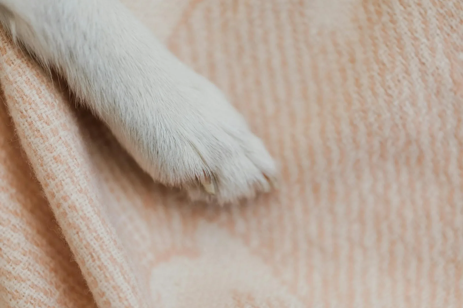 A close-up of a white dog's paw resting on a soft beige blanket.