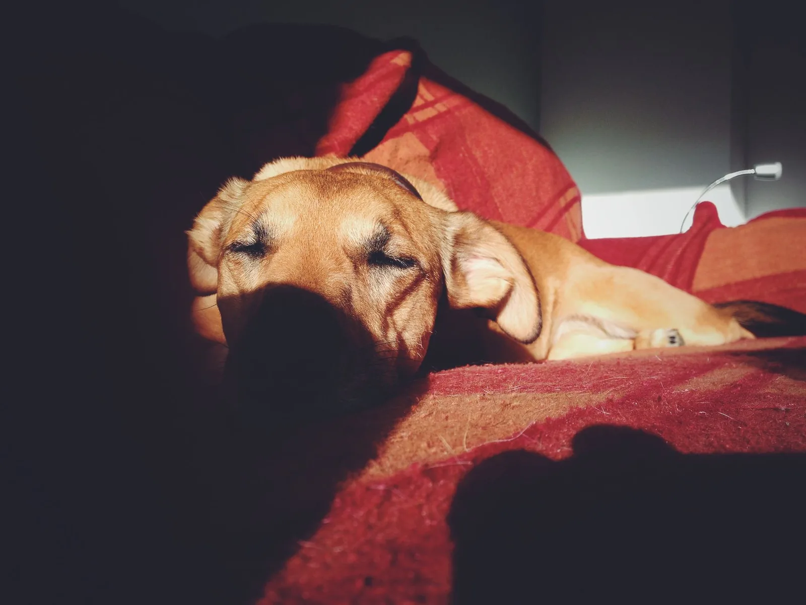 A tired dog sleeping peacefully on a couch at home in warm afternoon light.