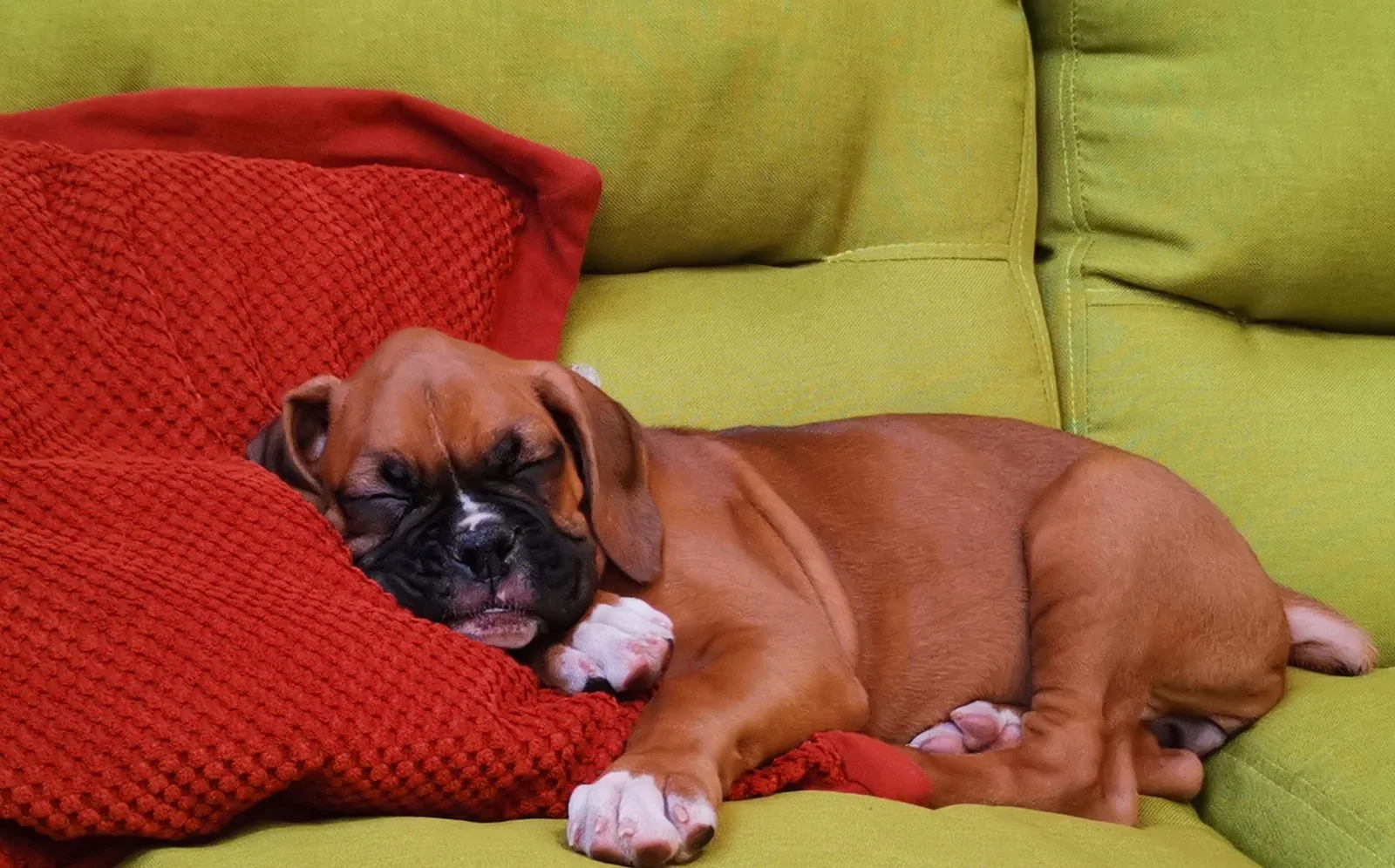 A boxer puppy sleeping soundly on a couch beside a red cushion.