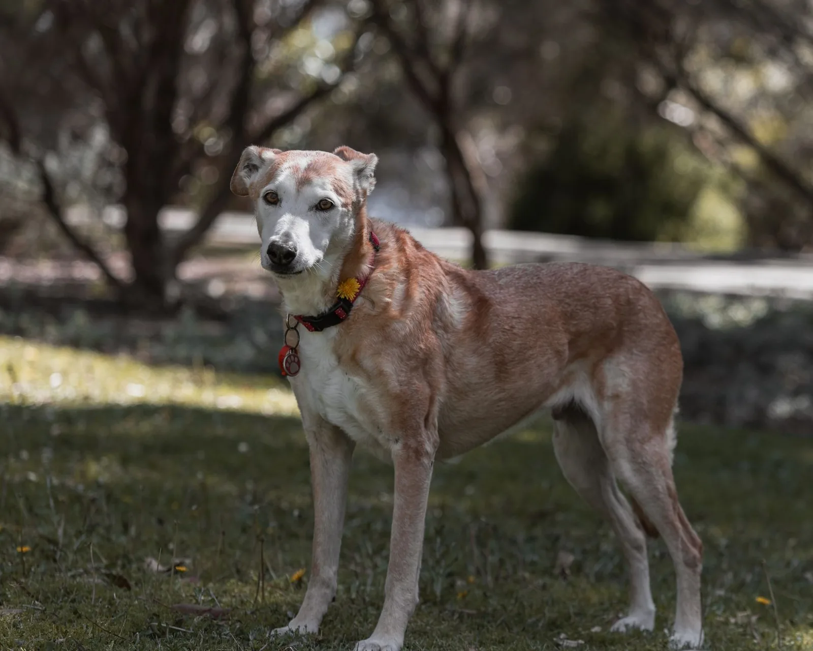 A senior dog standing calmly in a sunlit park.