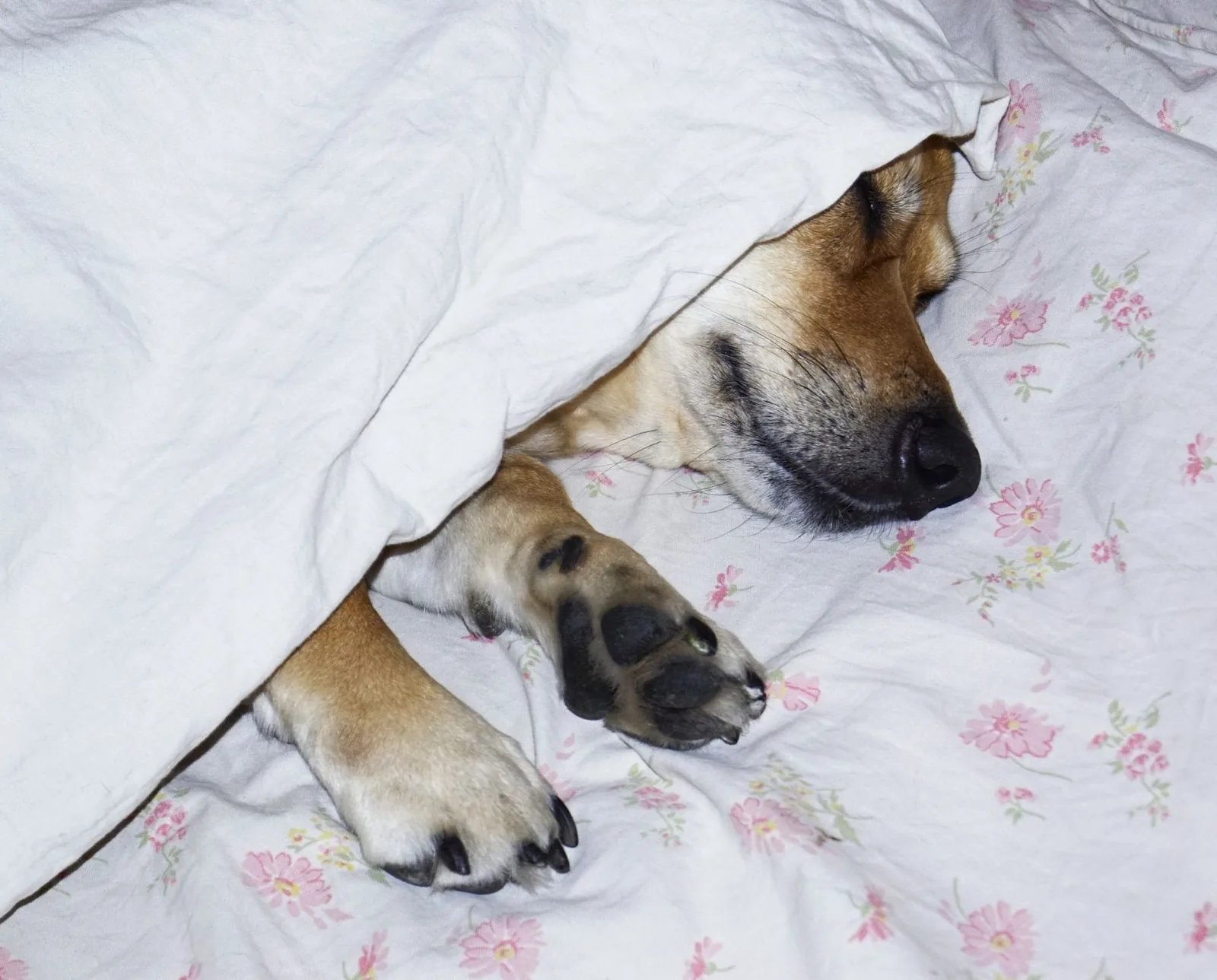 A dog sleeping peacefully under a soft blanket while resting at home.