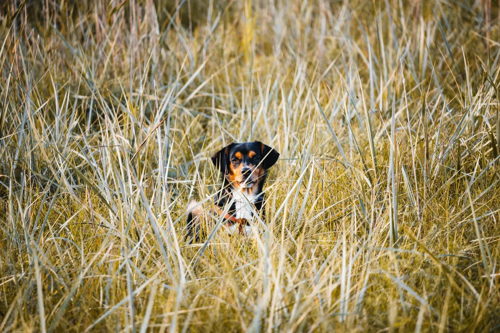 A dog resting among tall grass in an open field on a sunny day.