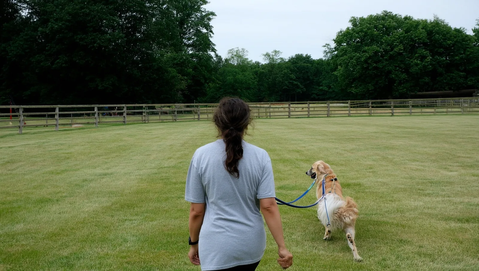 Handler walking a golden retriever across a fenced paddock