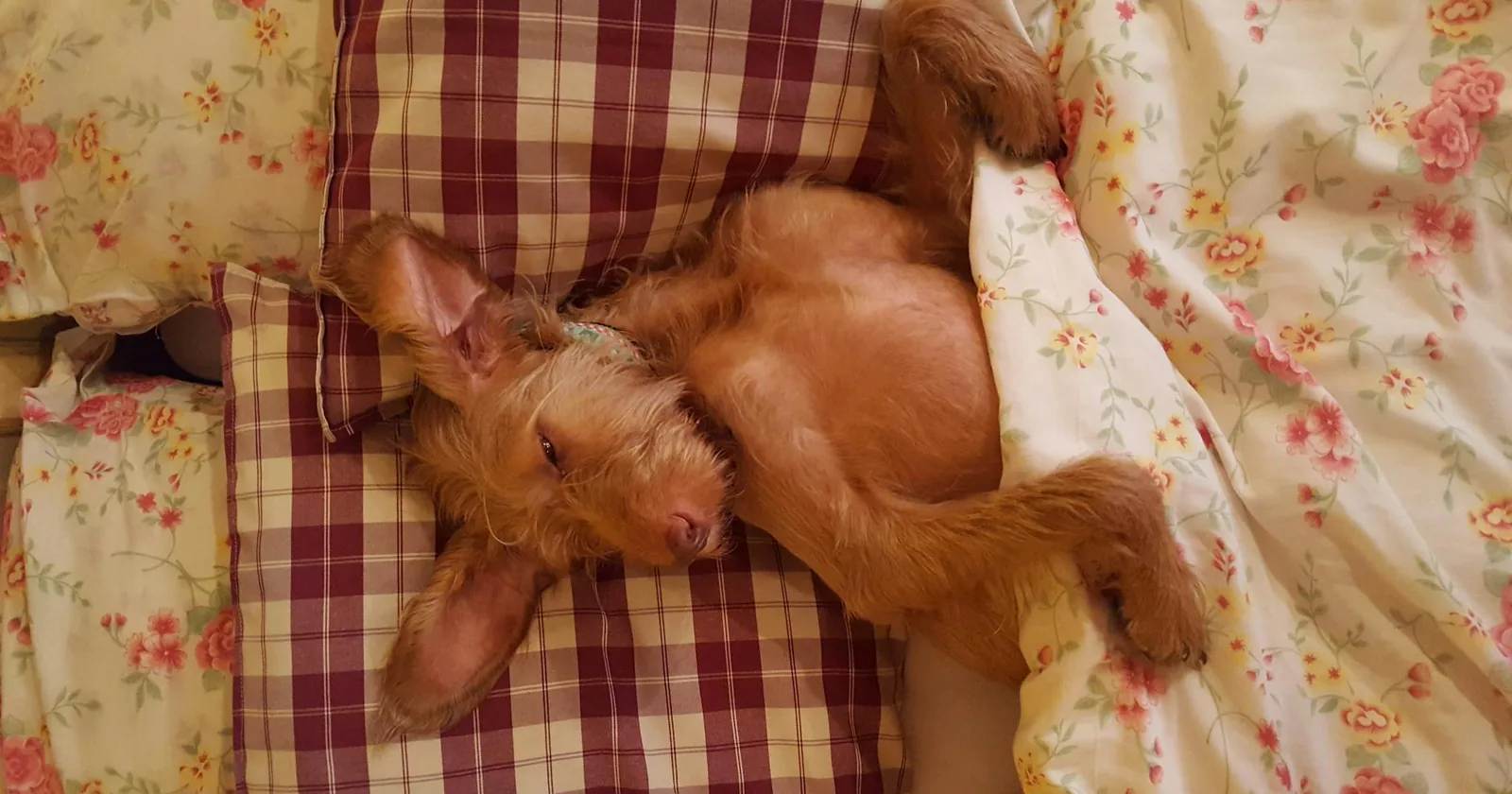 A dog sleeping cozily on a bed, the kind of moment parents love to catch on a boarding webcam.